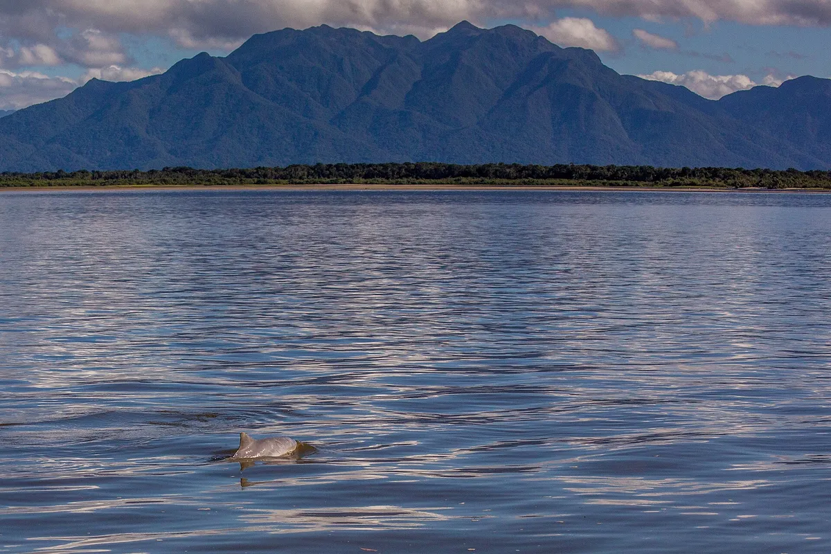Boto-cinza emergindo para respirar no litoral de São Paulo, uma das espécies vistas em Ubatuba