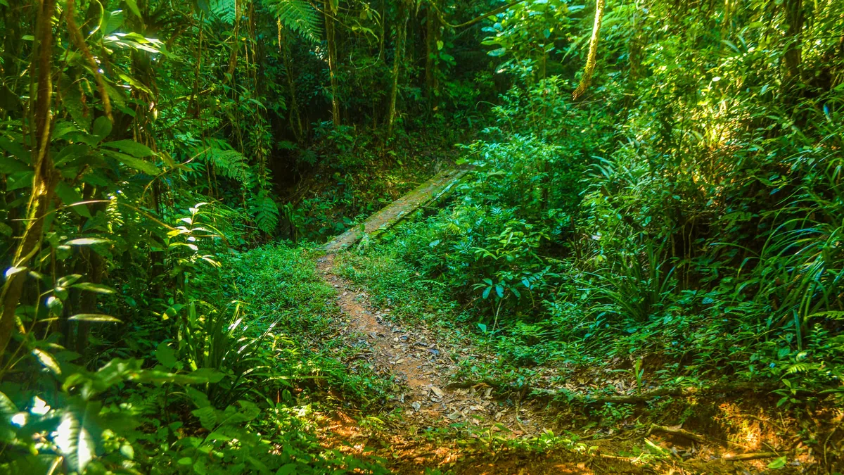 Trilha de terra na Mata Atlântica de Ubatuba, no Núcleo Picinguaba, cercada de vegetação fechada
